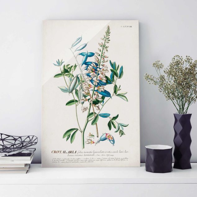 Wanddeko Küche Vintage Botanik Illustration Hülsenfrüchte