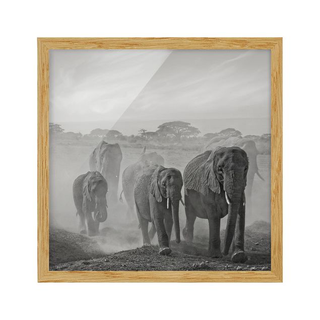 gerahmte Bilder schwarz-weiß Elefantenherde
