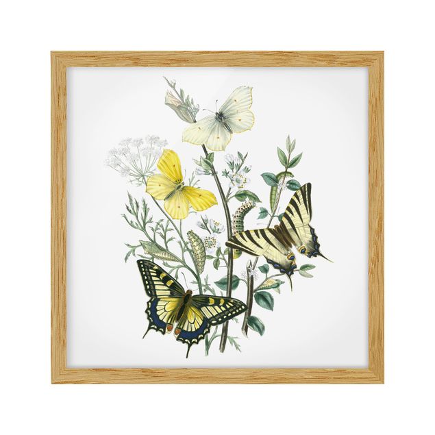 Wandbilder Floral Britische Schmetterlinge III