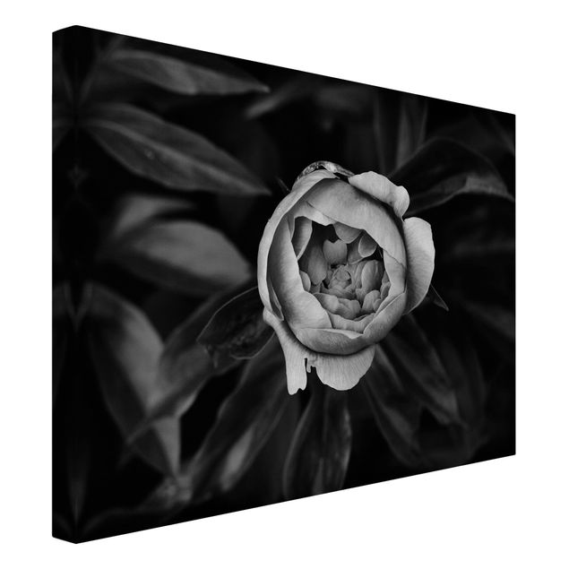 Leinwandbilder Blumen Pfingstrosenblüte vor Blättern Schwarz Weiß
