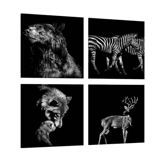Wandbilder Zebras Wildtiere vor Schwarz Set I
