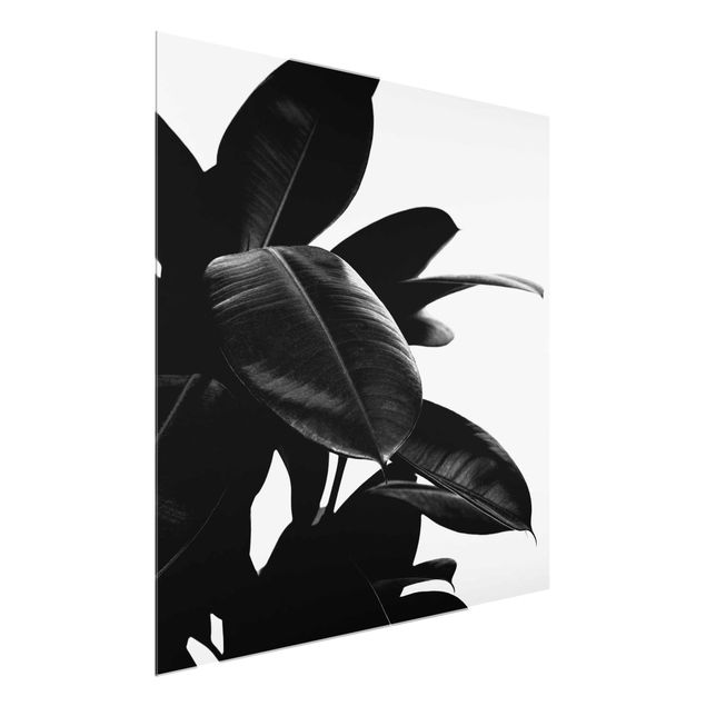 Wandbilder Floral Gummibaum Blätter Schwarz Weiß