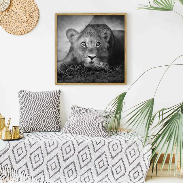schwarz-weiß Bilder mit Rahmen Lurking Lionbaby