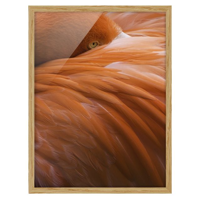 Wandbilder Modern Flamingofedern