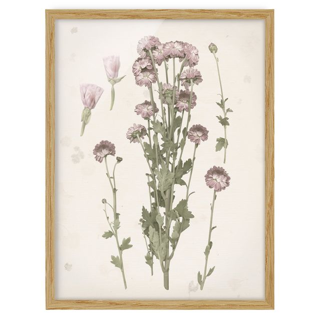 Wandbilder Blumen Herbarium in rosa I