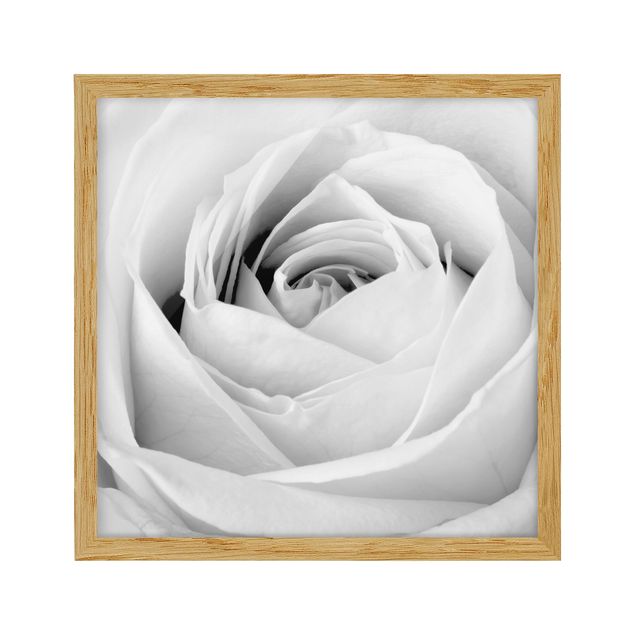 Wandbilder Floral Close Up Rose