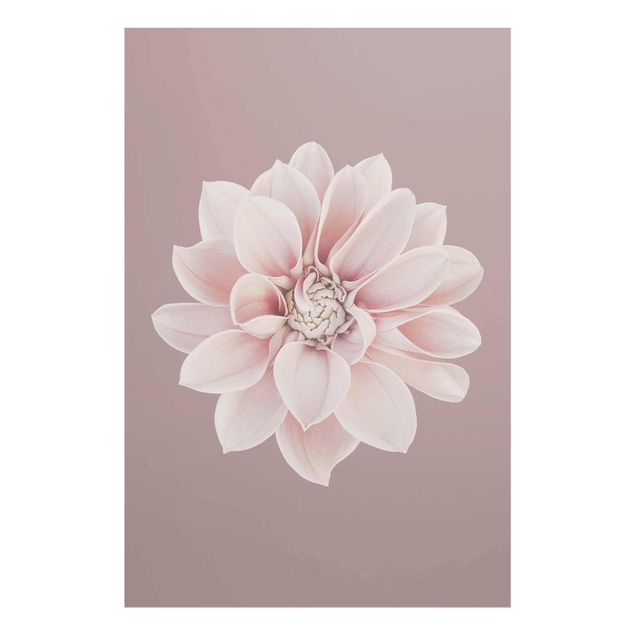 Wandbilder Rosa Dahlie Blume Lavendel Weiß Rosa