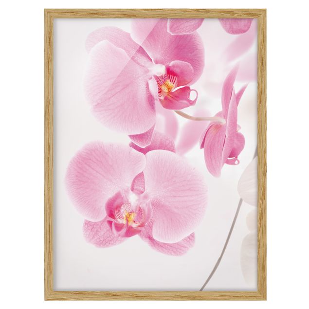 gerahmte Blumenbilder Delicate Orchids