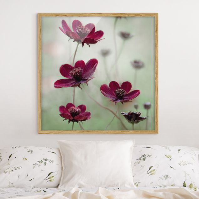 Blumenbilder mit Rahmen Pinke Kosmeen