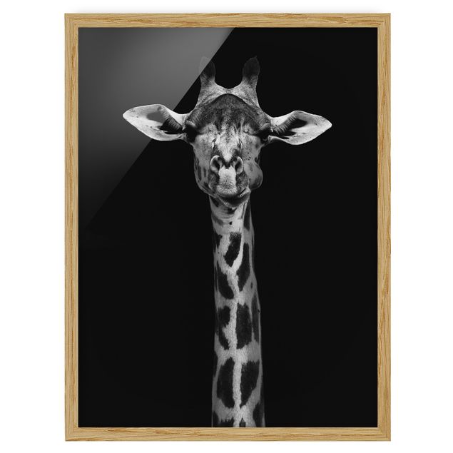 Gerahmte Bilder Tiere Dunkles Giraffen Portrait