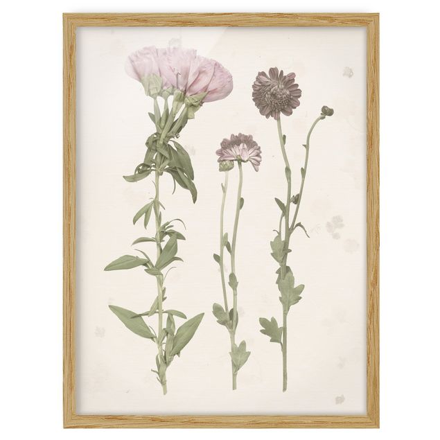 Wandbilder Blumen Herbarium in rosa III