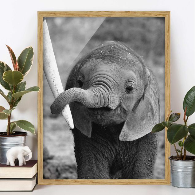 Wandbilder Elefanten Elefantenbaby
