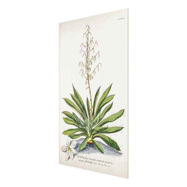 Wandbilder Grün Vintage Botanik Illustration Yucca