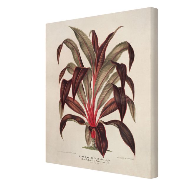 Wandbilder Rot Botanik Vintage Illustration Drachenbaum