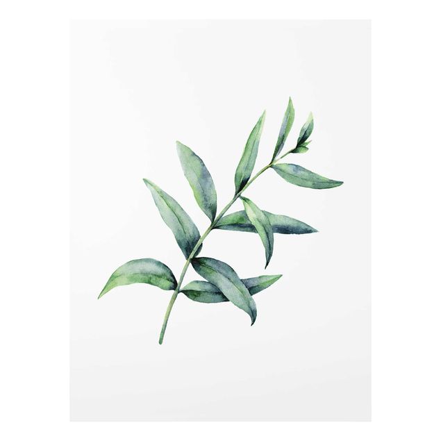 Wandbilder Grün Aquarell Eucalyptus I