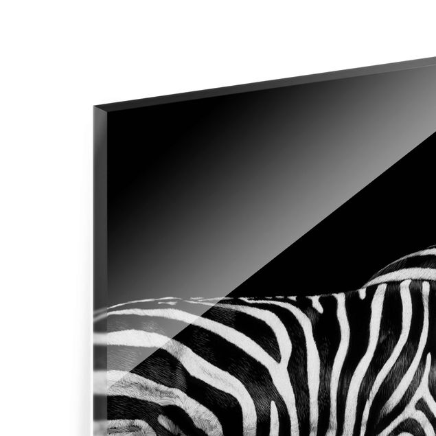 Bilder Zebra vor Schwarz