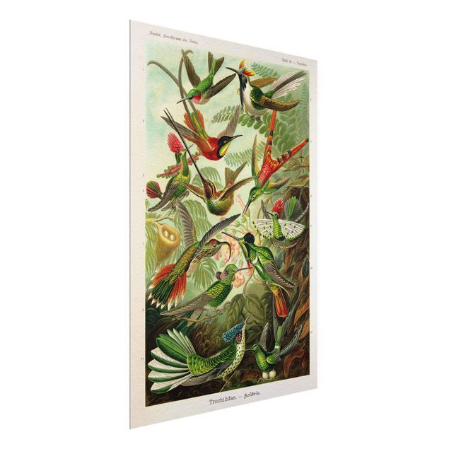 Wandbilder Blumen Vintage Lehrtafel Kolibris