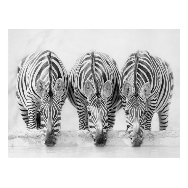 Leinwandbilder Tiere Zebra Trio schwarz-weiß