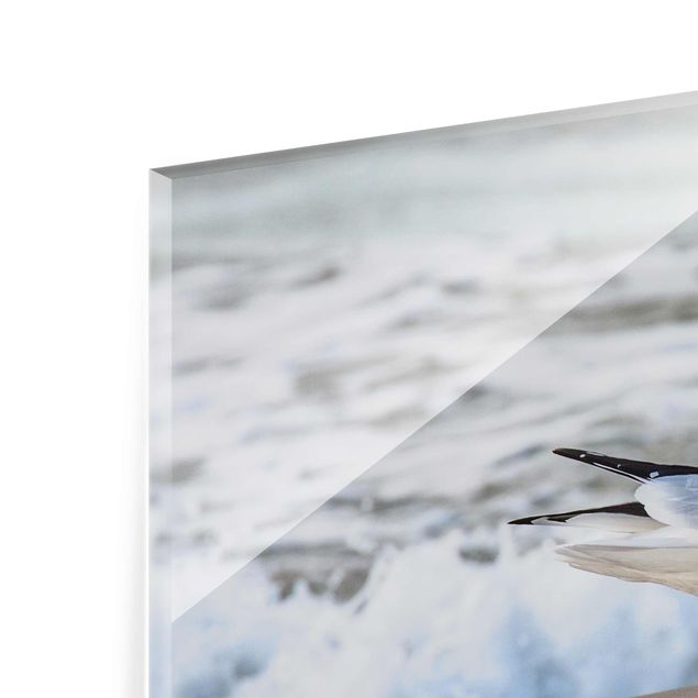 Glasbilder Tiere Möwe am Strand vor Meer