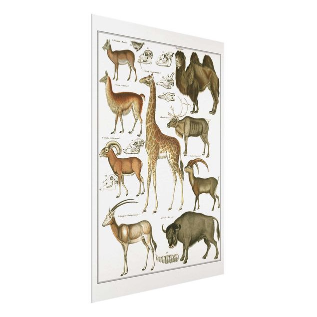 Wandbilder Glas Natur Vintage Lehrtafel Giraffe, Kamel und Lama