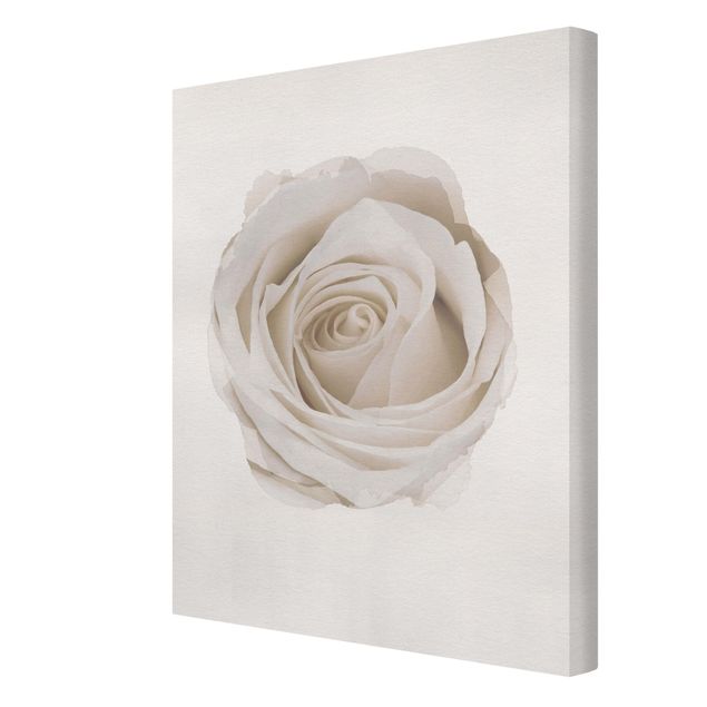 schöne Bilder Wasserfarben - Pretty White Rose