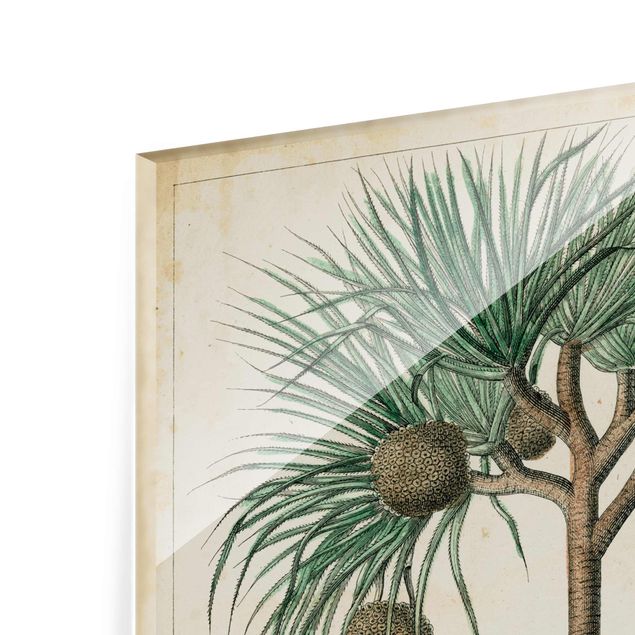 Bilder Vintage Lehrtafel Exotische palmen I