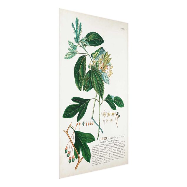 Wandbilder Floral Vintage Botanik Illustration Lorbeer