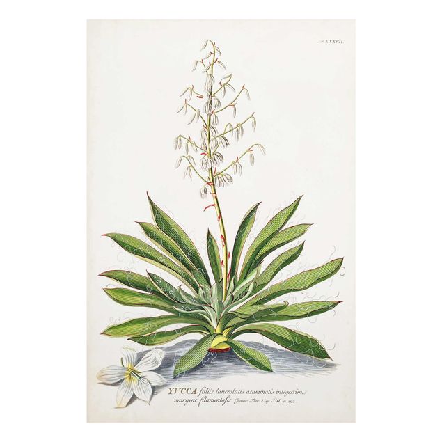 Wandbilder Blumen Vintage Botanik Illustration Yucca