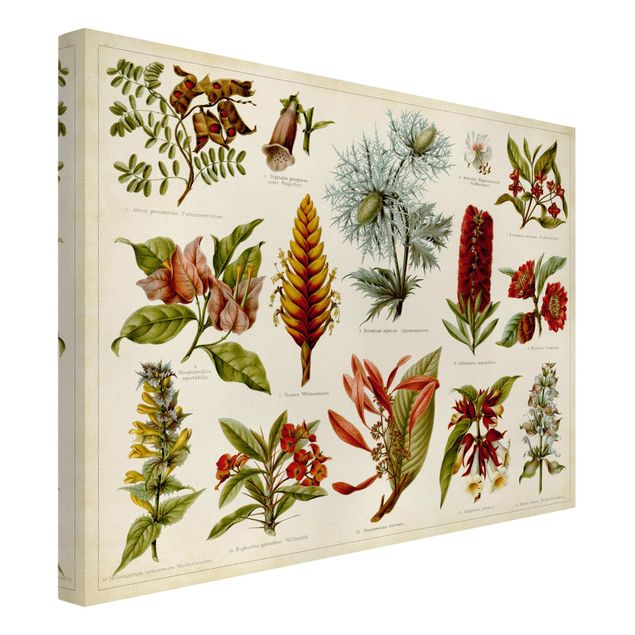 Wandbilder Blumen Vintage Lehrtafel Tropische Botanik I
