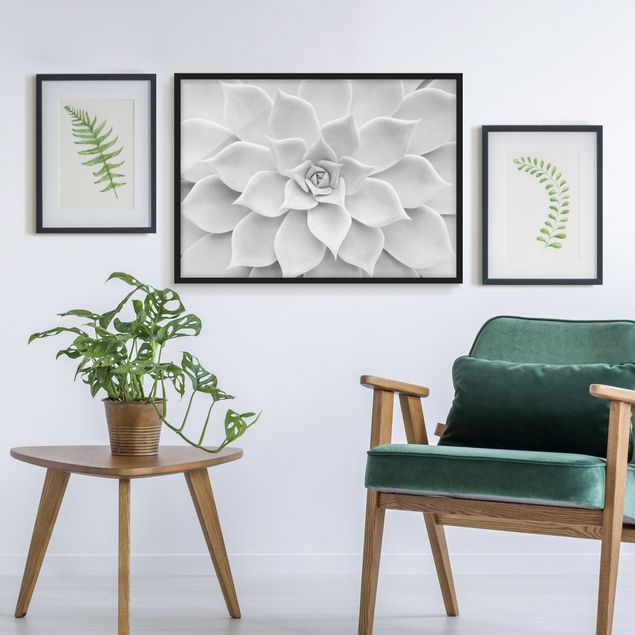 Blumenbilder mit Rahmen Kaktus Sukkulente