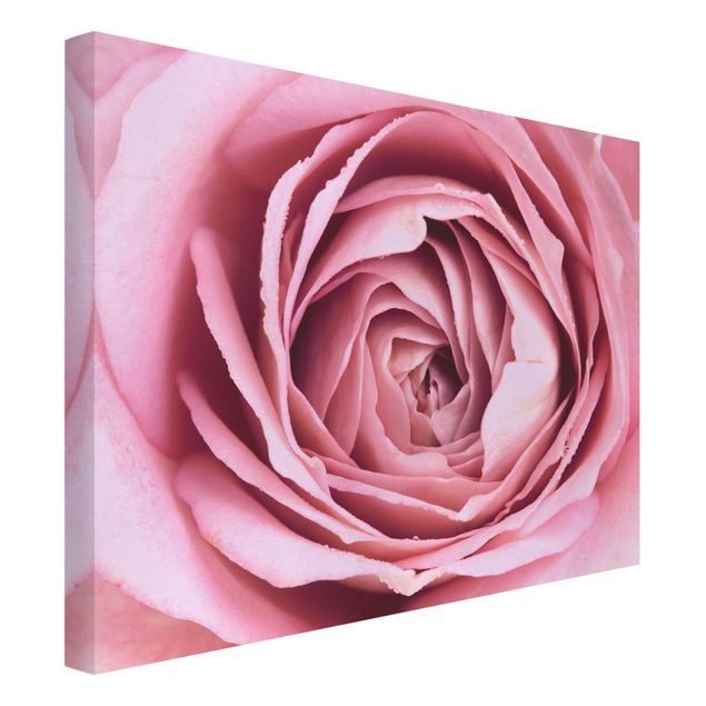 Wandbilder Floral Rosa Rosenblüte