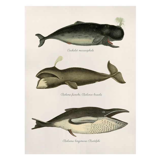 Leinwand Tiere Drei Vintage Wale