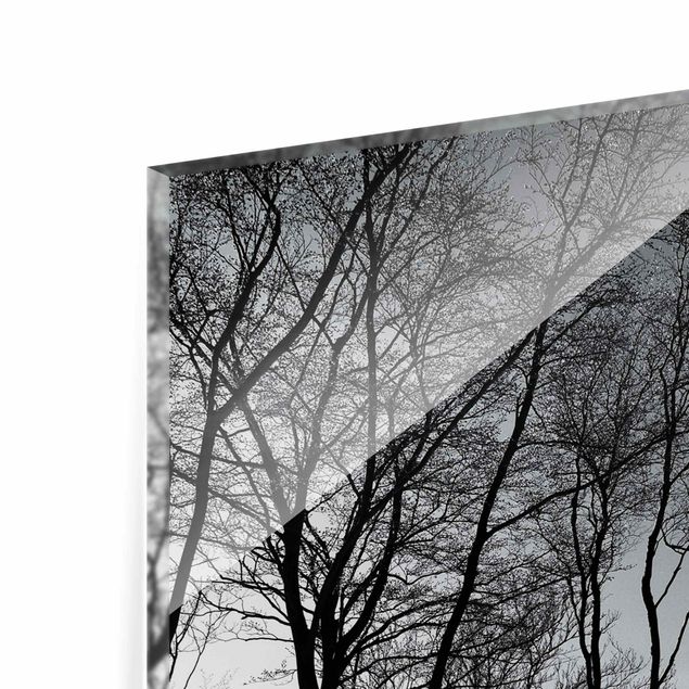 Glasbild schwarz-weiß Bäume an der Ostsee
