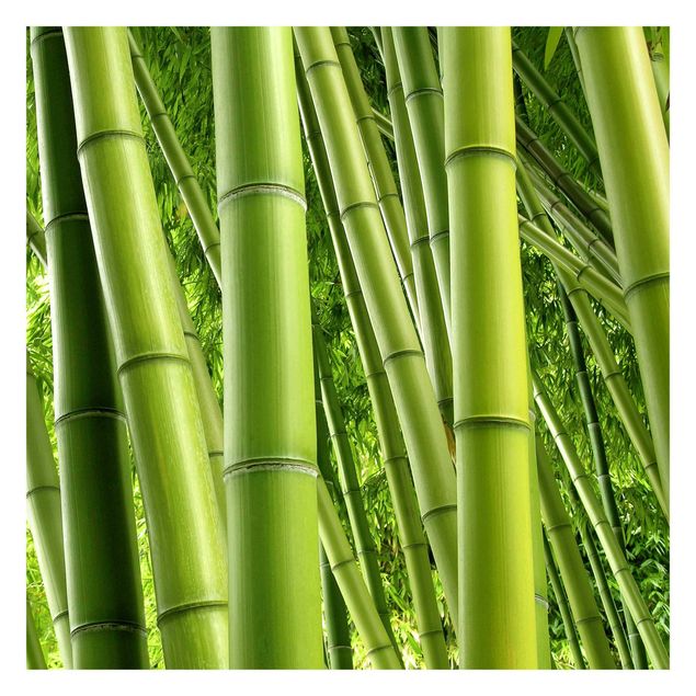 Foto Tapete Bamboo Trees