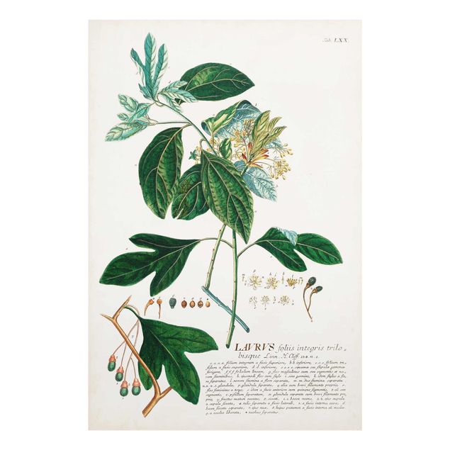 Wandbilder Grün Vintage Botanik Illustration Lorbeer