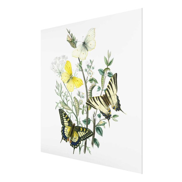 Wandbilder Britische Schmetterlinge III