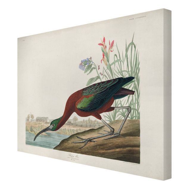 Wandbilder Braun Vintage Lehrtafel Brauner Ibis