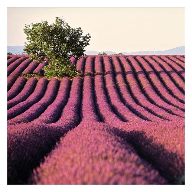 Fototapete - Lavender - Fototapete