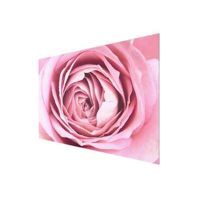 Wandbilder Blumen Rosa Rosenblüte