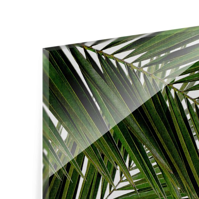 Bilder Blick durch grüne Palmenblätter