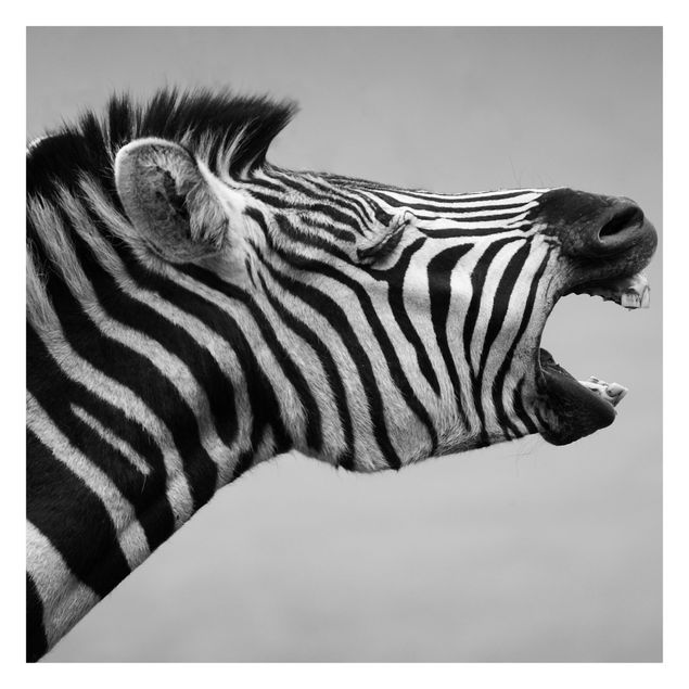 Foto Tapete Brüllendes Zebra II