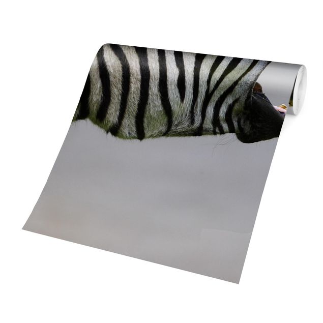 Fototapete kaufen Brüllendes Zebra