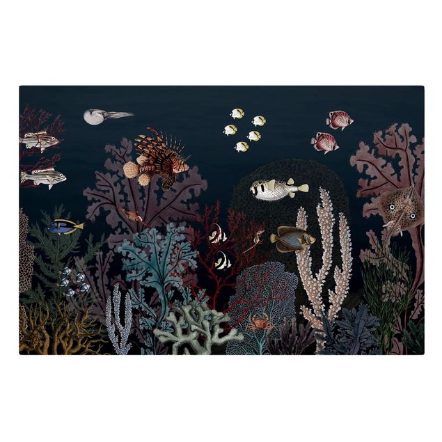 Wandbilder Meer Buntes Korallenriff bei Nacht