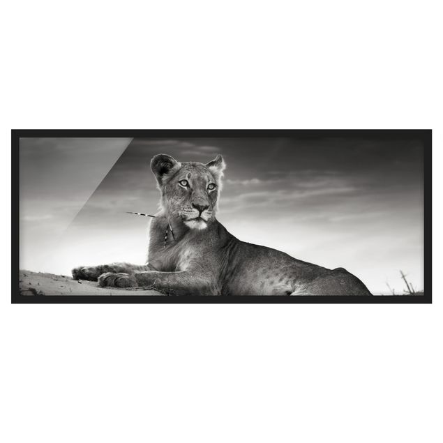 Wandbilder Portrait Resting Lion