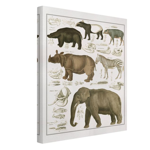 Leinwandbild Afrika Vintage Lehrtafel Elefant, Zebra und Nashorn