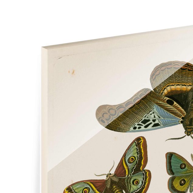 Bilder Vintage Illustration Exotische Schmetterlinge II