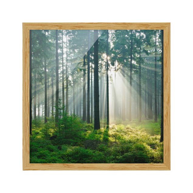 Landschaftsbilder gerahmt Enlightened Forest