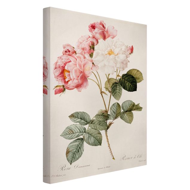 Blumenbilder auf Leinwand Pierre Joseph Redouté - Damaszener-Rose