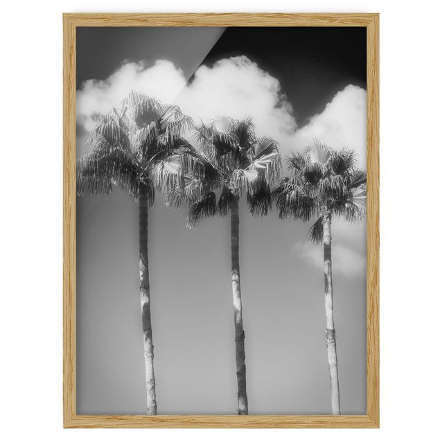 Blumenbilder mit Rahmen Palmen vor Himmel Schwarz-Weiß