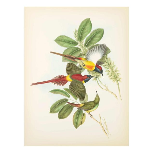 Wandbilder Grün Vintage Illustration Tropische Vögel III